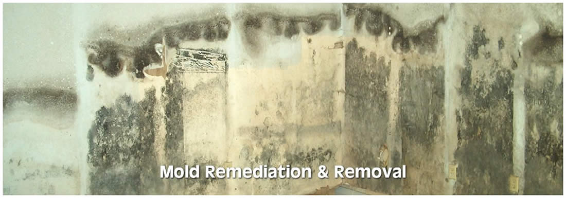 Mold Remediation and Removal Services